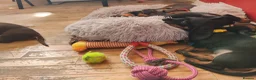 Miniature Dachshund dogs for sale: Beautiful home-reared Miniature Dachshund Puppies - Advert 23
