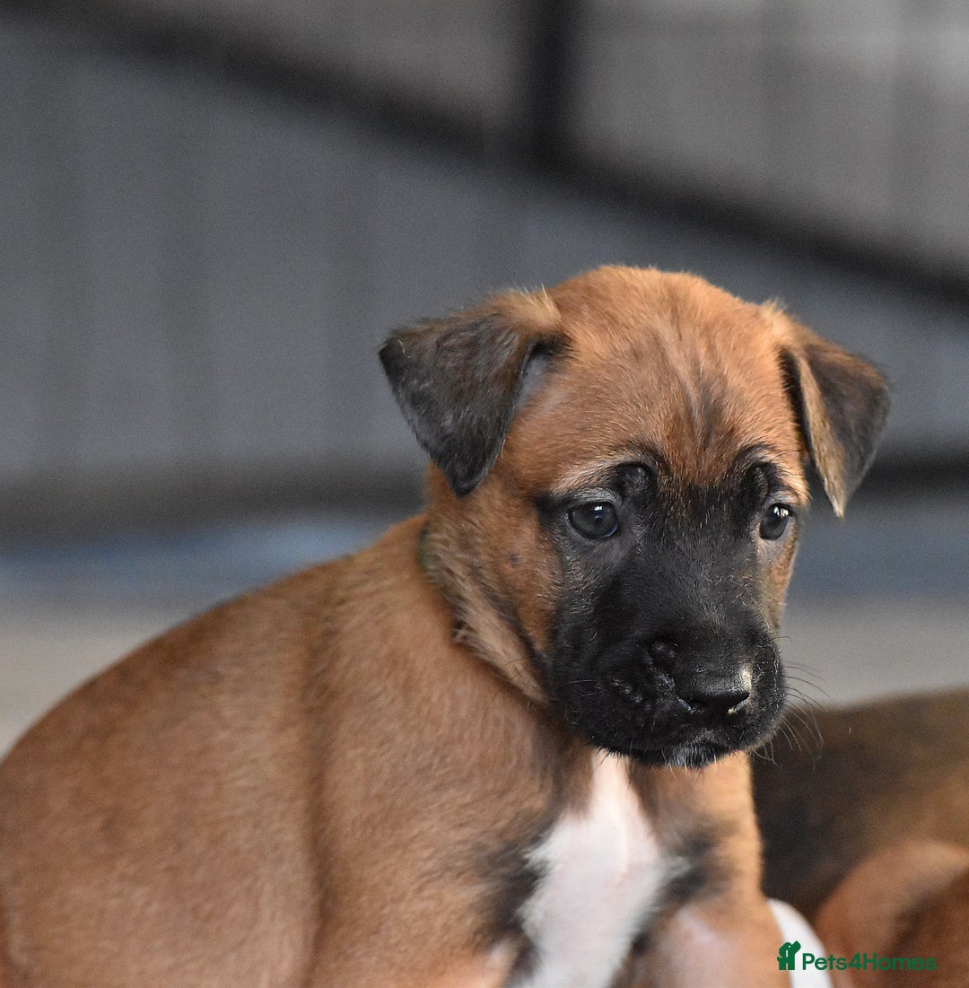 Belgian Shepherd Dog dogs for sale: Bullherders top working lines  - Advert 9