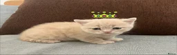British Shorthair cats for sale: Living Unicorn: ginger female kittens - Advert 14