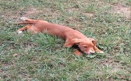 Cocker Spaniel dogs for sale: Kc reg Working type cocker spaniels - Image 26