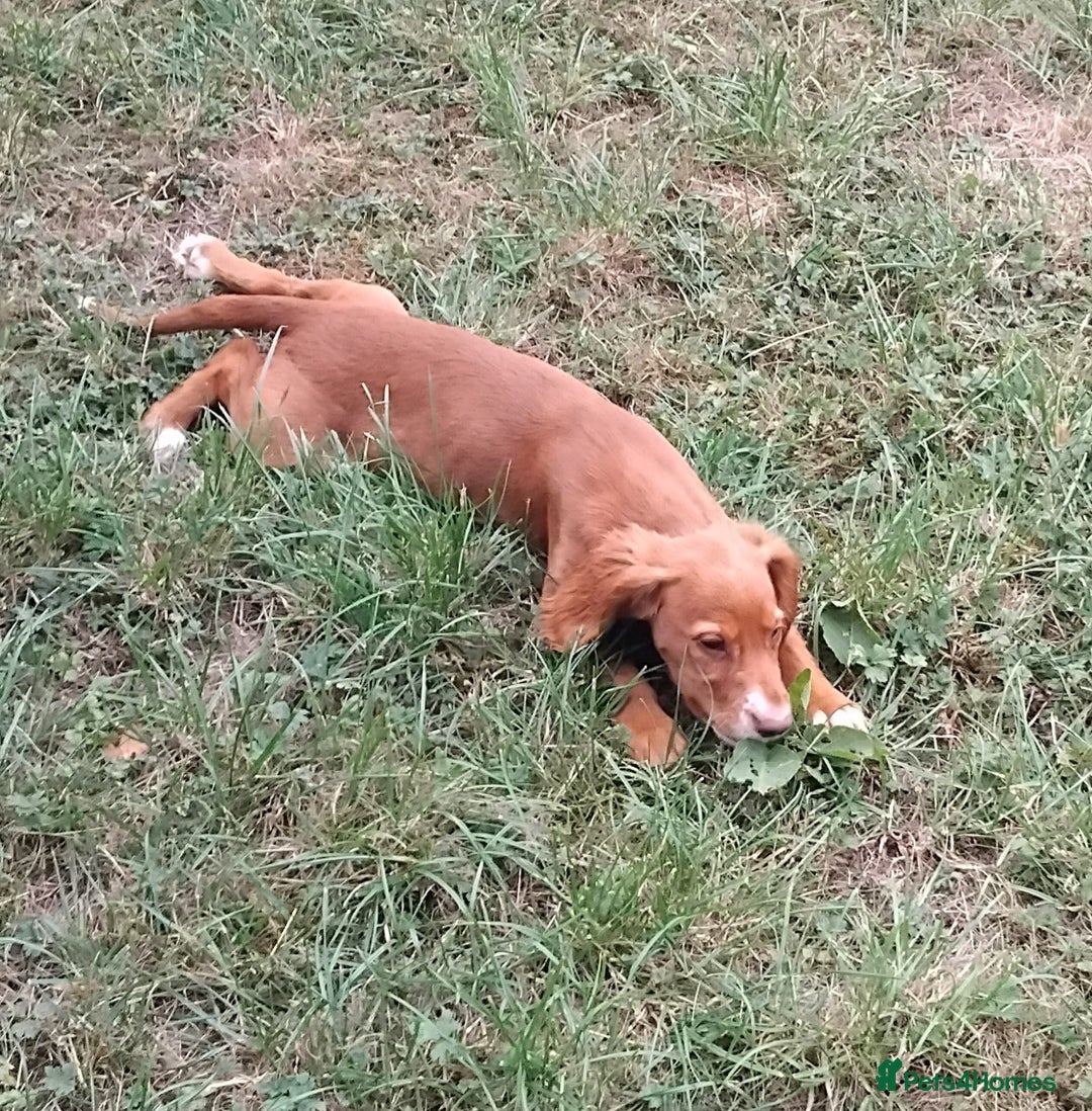 Cocker Spaniel dogs for sale: Kc reg Working type cocker spaniels - Image 26