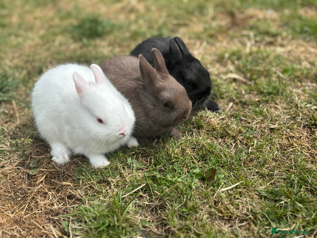 Netherland Dwarf rabbits for sale: Trio Netherland Dwarf Boys - Image 4