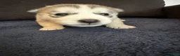 Siberian Husky dogs for sale: Siberian Husky  - Advert 26