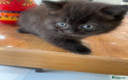 British Shorthair cats for sale: Exceptional BSH kitten, chocolate brown  - Image 17