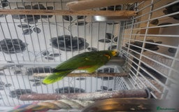 Parrots birds for sale: Blue fronted amazon female - Advert 3