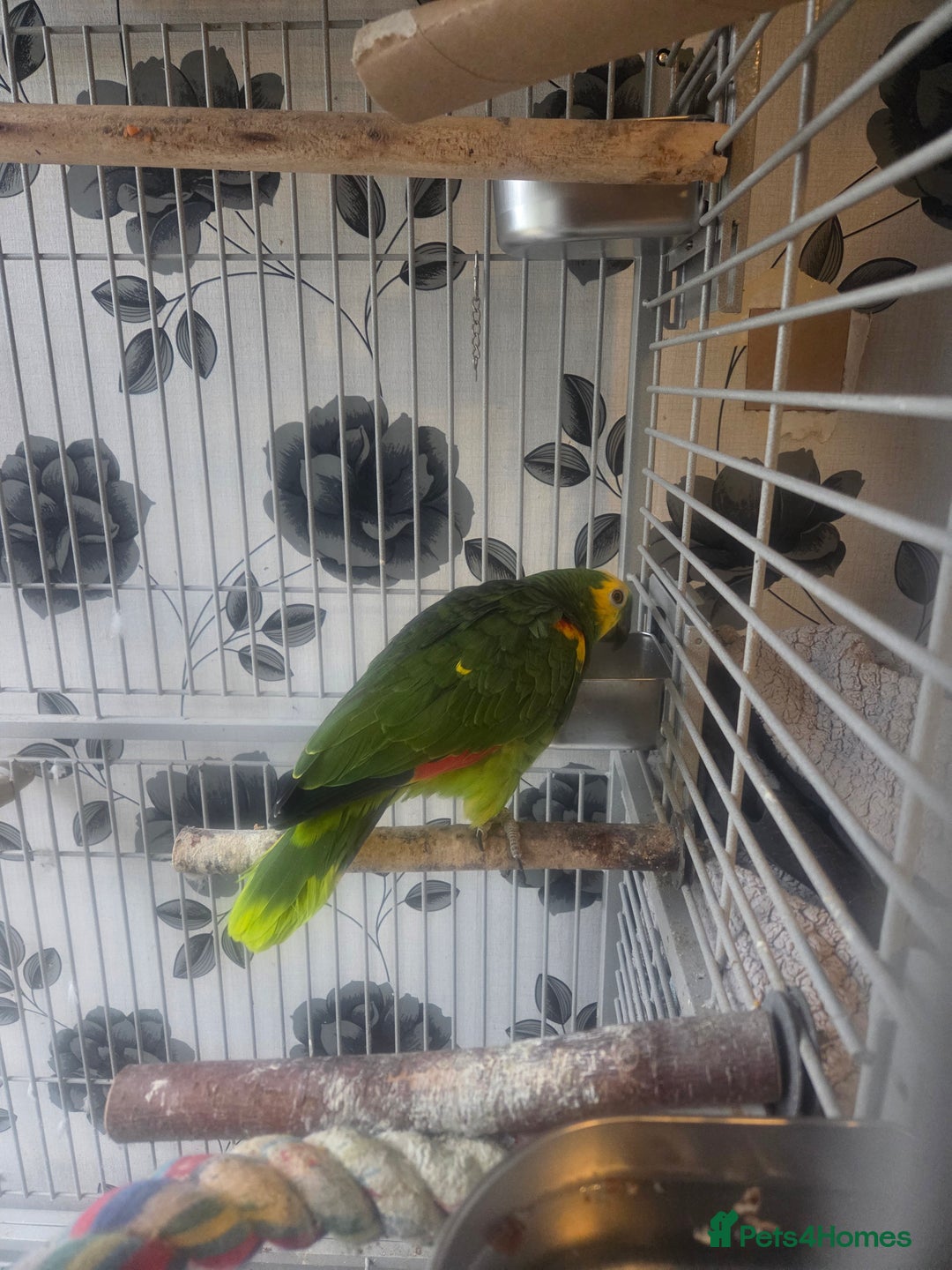 Parrots birds for sale: Blue fronted amazon female - Advert 3