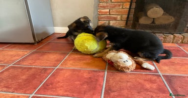 German Shepherd dogs - Advert 5