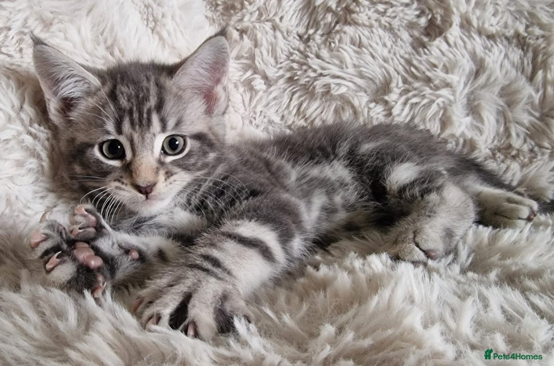 Maine Coon cats for sale: MAINE COONE KITTENS POLYDACTYL&NON POLYDACTYL   - Advert 10