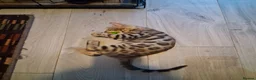 Bengal cats for sale: Bengal Kittens  - Advert 5