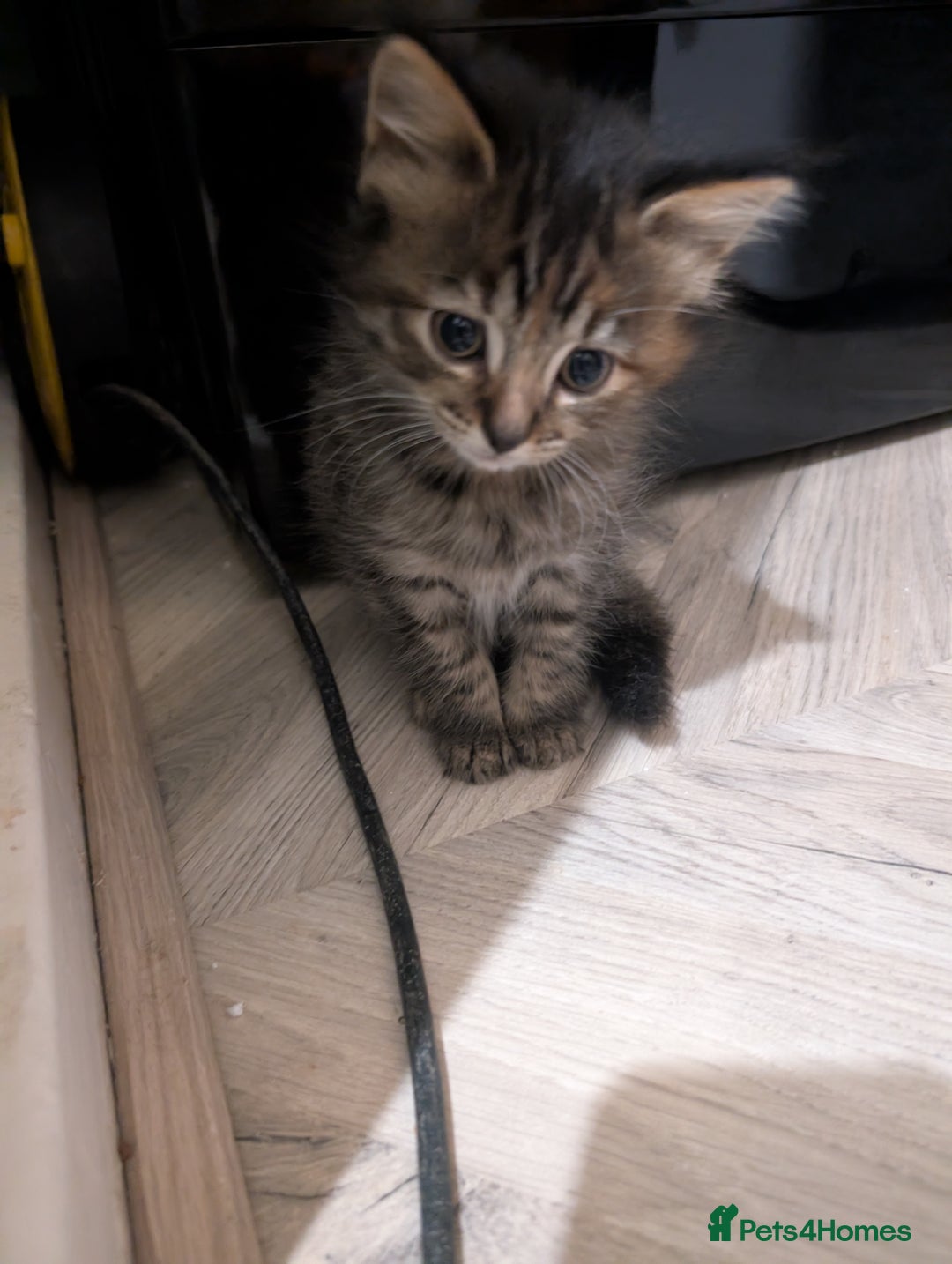 Mixed Breed cats for sale: Beautiful tabby/Calico fluffy kittens  - Advert 14