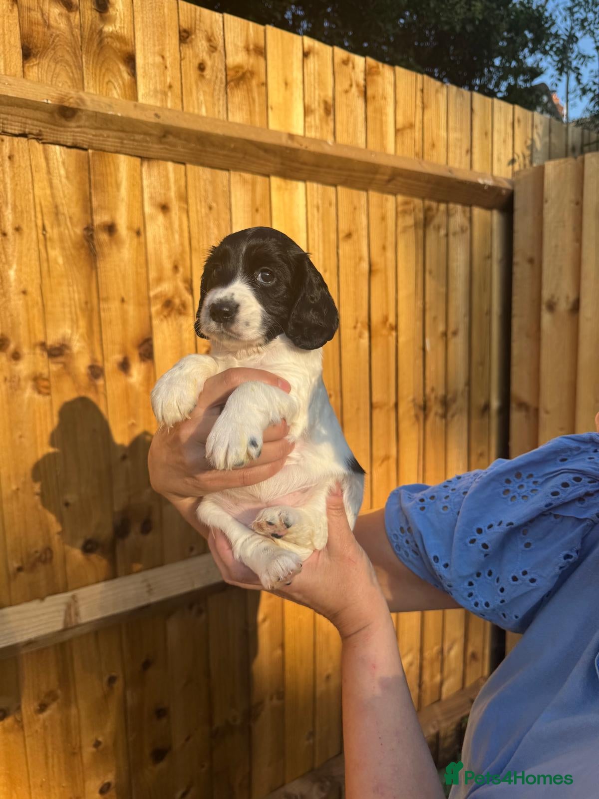 Cocker Spaniel dogs 3 gorgeous crate clean , fun trained w cockers  - Advert 2