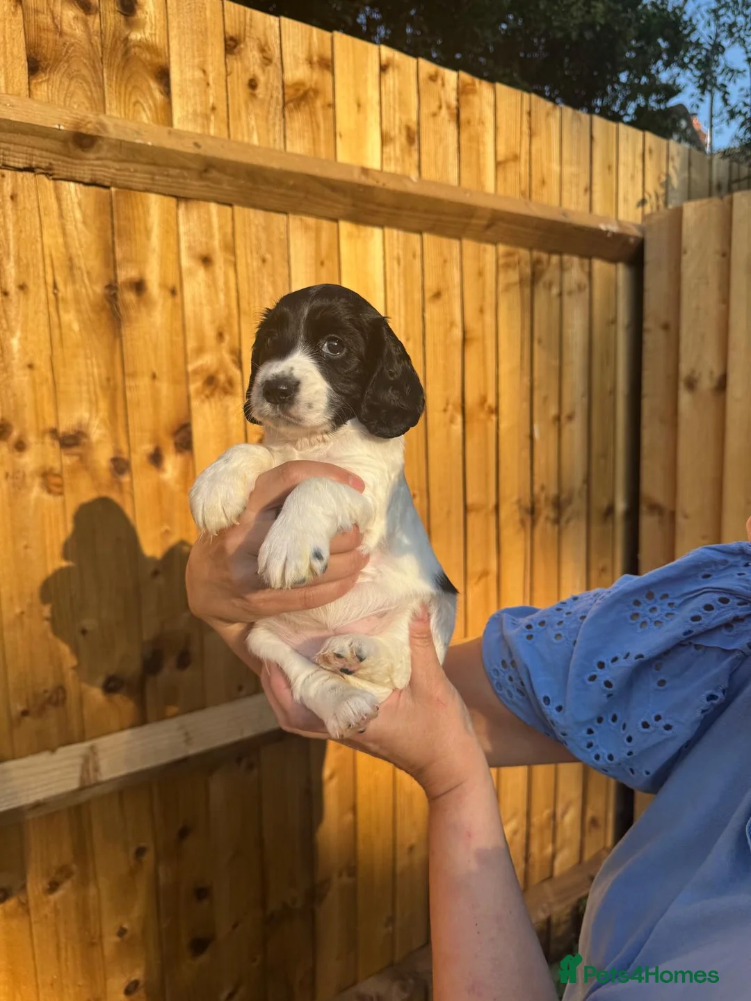 Cocker Spaniel dogs for sale: 3 gorgeous crate clean , fun trained w cockers  - Advert 2