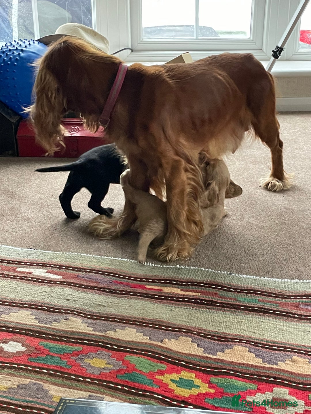 Cockerdor dogs for sale: Outstanding working gun puppies  - Image 8
