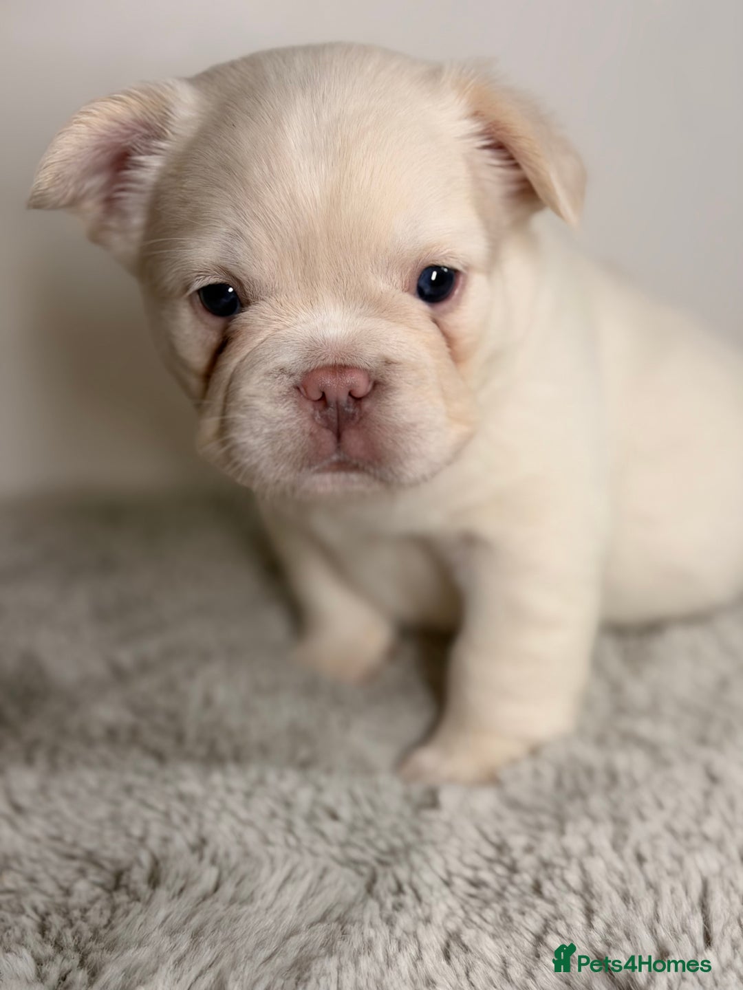 French Bulldog dogs for sale: Full visual outstanding fluffy frenchies - Advert 4