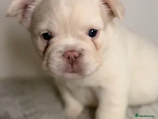 French Bulldog dogs Full visual outstanding fluffy frenchies - Advert 8