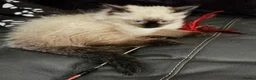 Ragdoll cats for sale: 2 beautiful seal point Ragdoll Kittens  - Advert 3