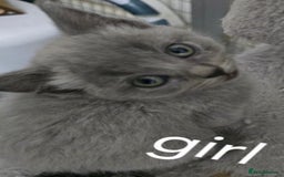 British Shorthair cats for sale: British short hair x ragdoll - Image 4