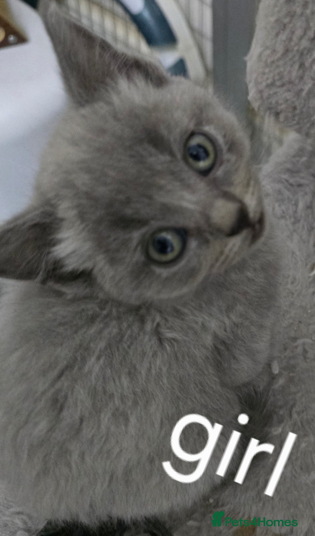 British Shorthair cats for sale: British short hair x ragdoll - Image 4