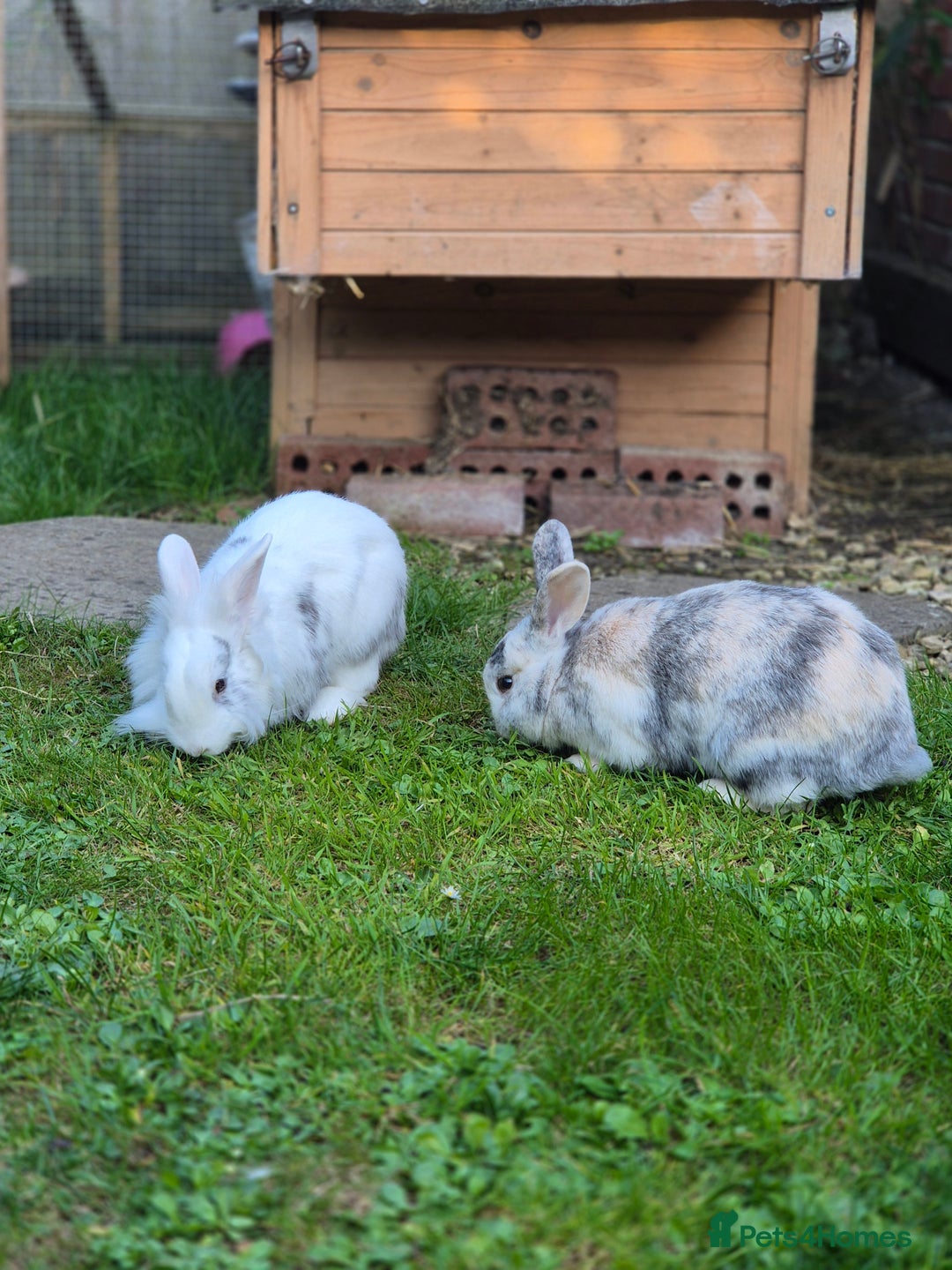 English rabbits for sale: Rabbits - Advert 1