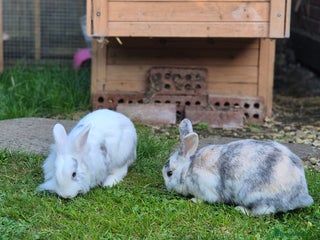 English rabbits Rabbits - Advert 1