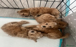 Maltipoo dogs for sale: Beautiful Tiny Maltipoo 3 girls 1 boy  - Image 20