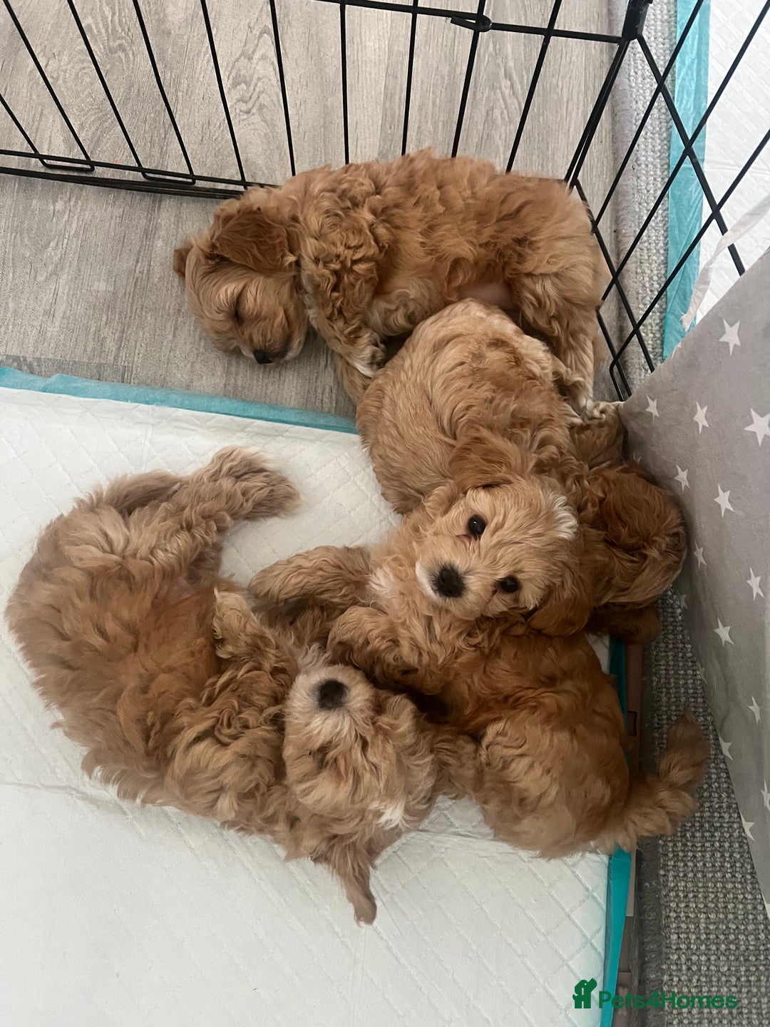 Maltipoo dogs for sale: Beautiful Tiny Maltipoo 3 girls 1 boy  - Image 20