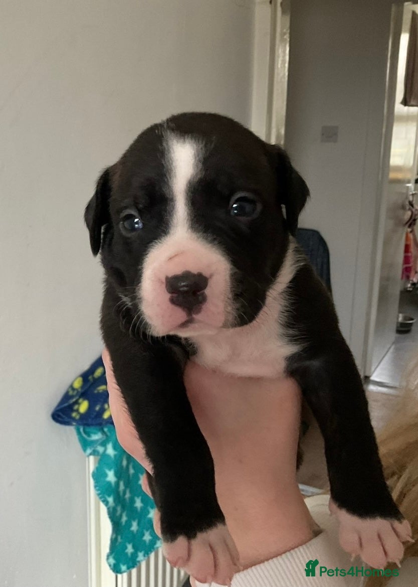 American Bull Staffy dogs AmStaff pups  - Advert 15