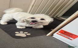 Mixed Breed dogs for sale: Lovely Maltichon Boy looking for a loving home  - Image 4