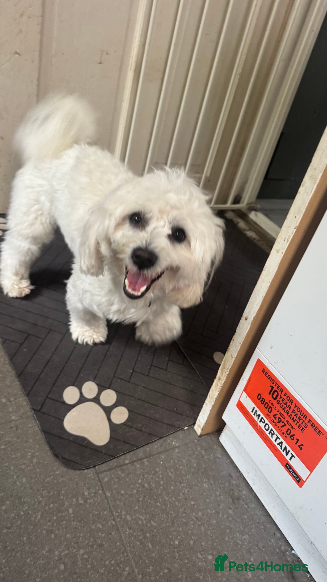 Mixed Breed dogs for sale: Lovely Maltichon Boy looking for a loving home  - Image 4