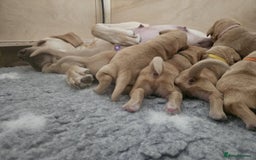 Labrador Retriever dogs for sale: Trainable Labrador Retrievers. - Image 7