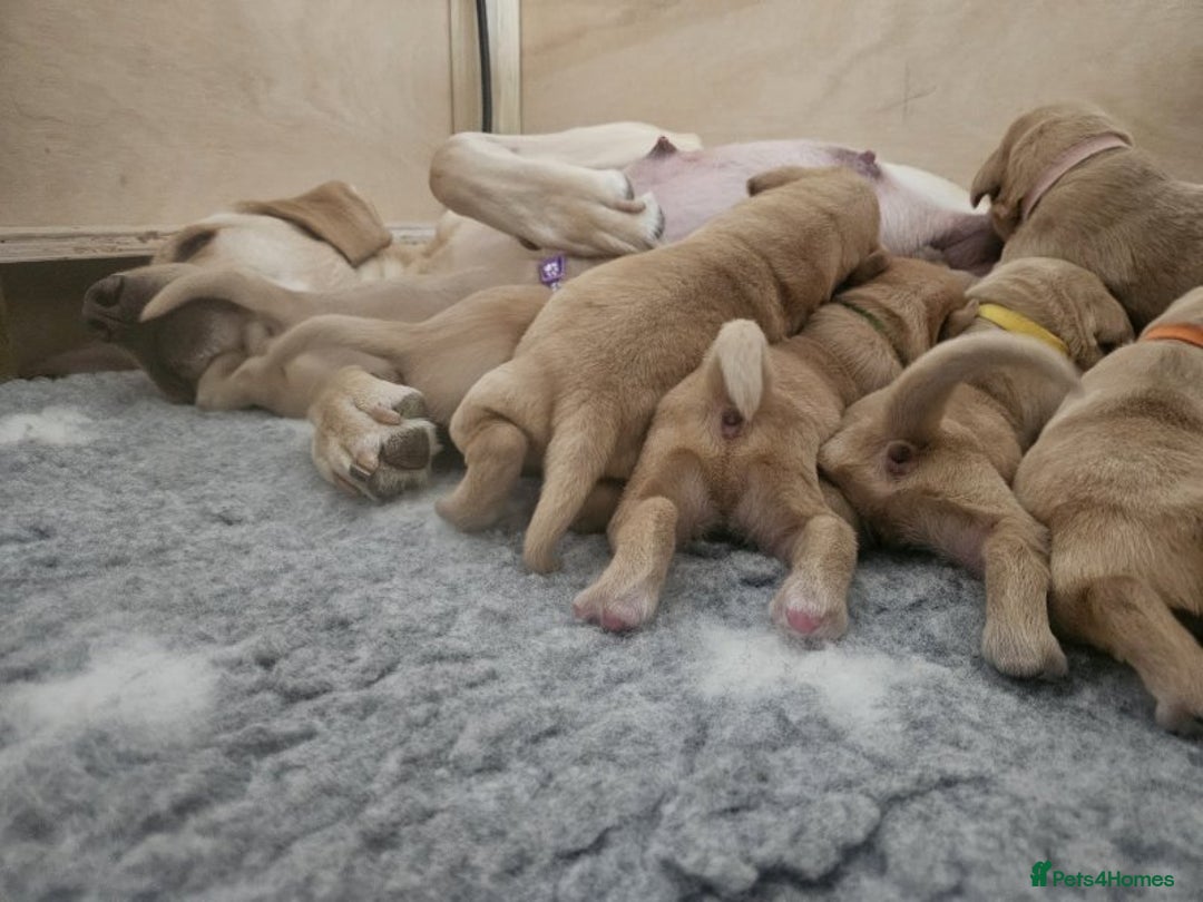 Labrador Retriever dogs for sale: Trainable Labrador Retrievers. - Image 7