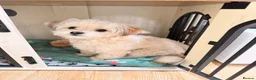 Chorkie dogs for sale: Chorkie for sale  in Aylesbury - Advert 1