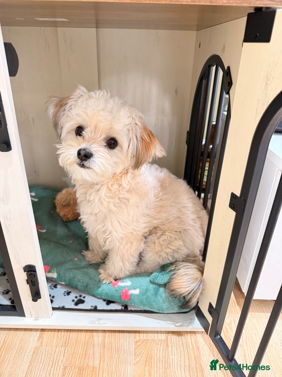 Chorkie dogs for sale: Chorkie for sale  in Aylesbury - Advert 1