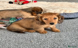 Miniature Dachshund dogs for sale: Longhaired shaded red puppies - Image 11
