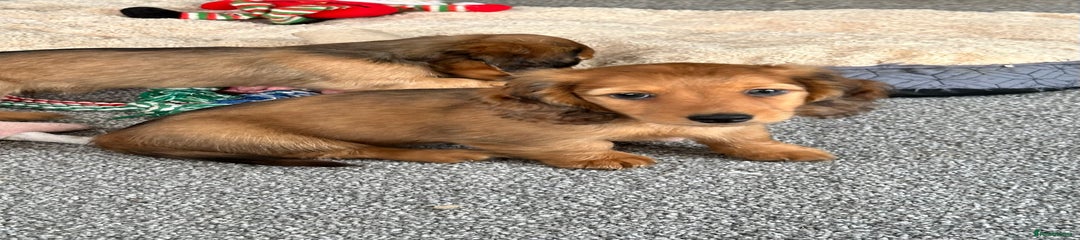 Miniature Dachshund Puppy 1