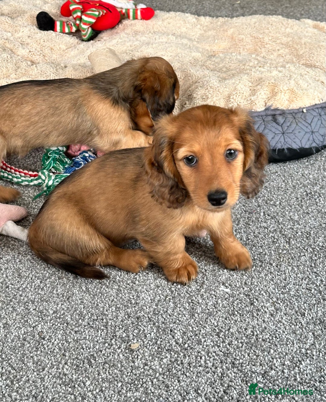 Miniature Dachshund dogs for sale: Longhaired shaded red puppies - Image 11