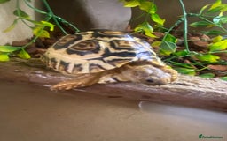 Tortoise reptiles for sale: Leopard tortoise Babies- Rare colour High  Whites - Image 6
