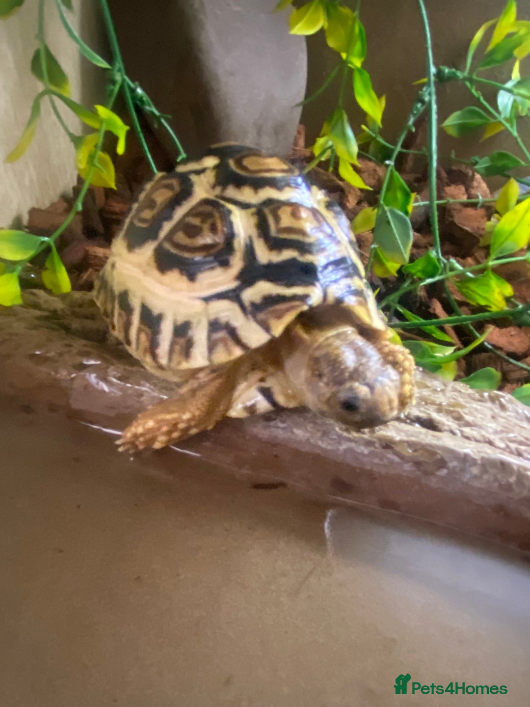 Tortoise reptiles for sale: Leopard tortoise Babies- Rare colour High  Whites - Image 6