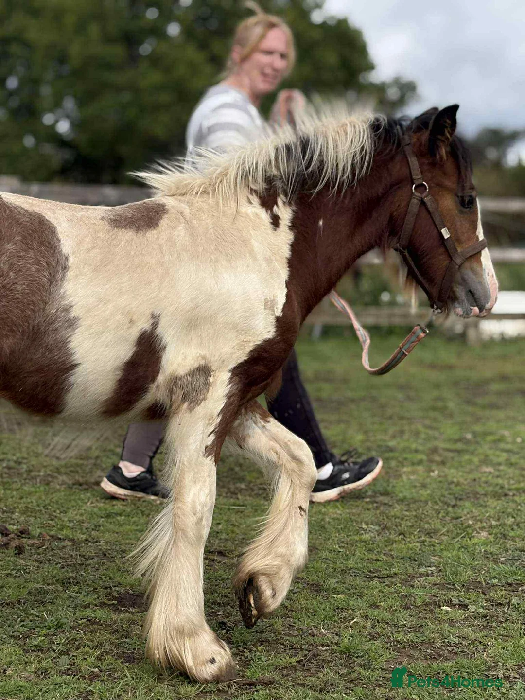 Irish Cob horses for sale: beautiful cob colt  - Advert 13