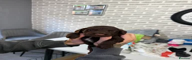 Cocker Spaniel 6