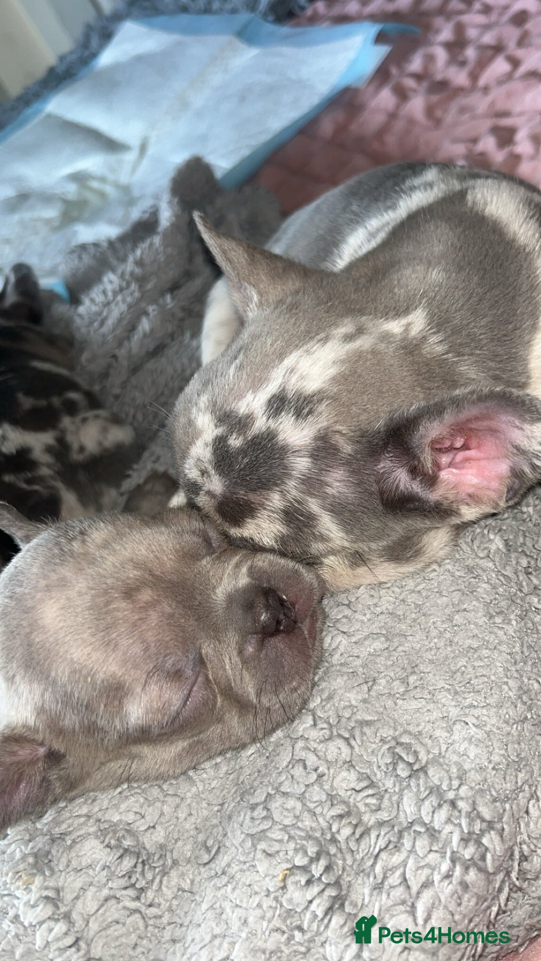 French Bulldog dogs for sale: Tri-colour Blue Merle Frenchie pups - Image 19