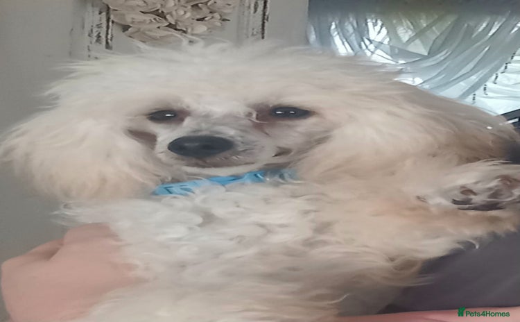 Toy Poodle dogs in Colwyn Bay - Advert 9