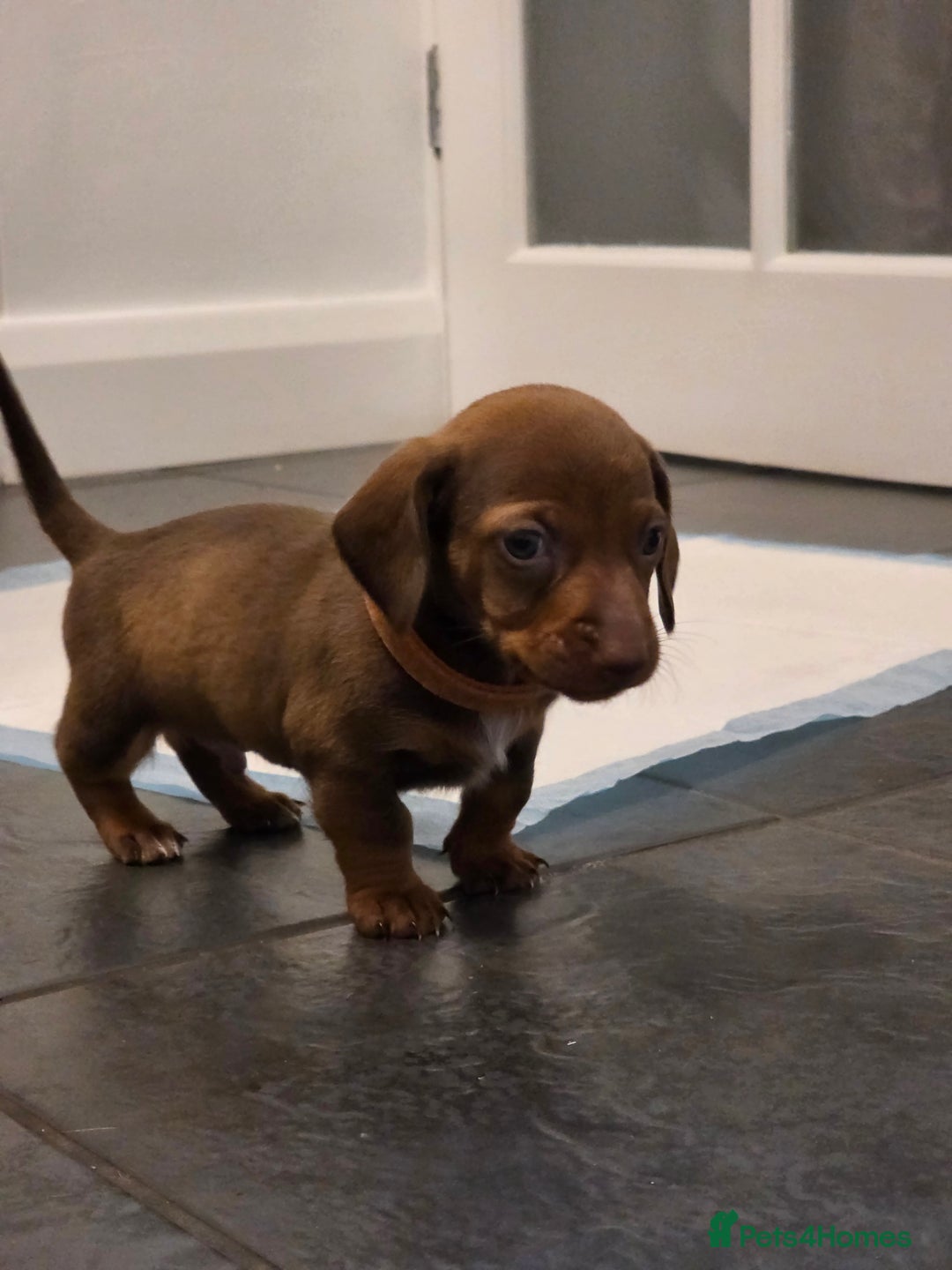 Dachshund dogs for sale: Dachshund  - Advert 35