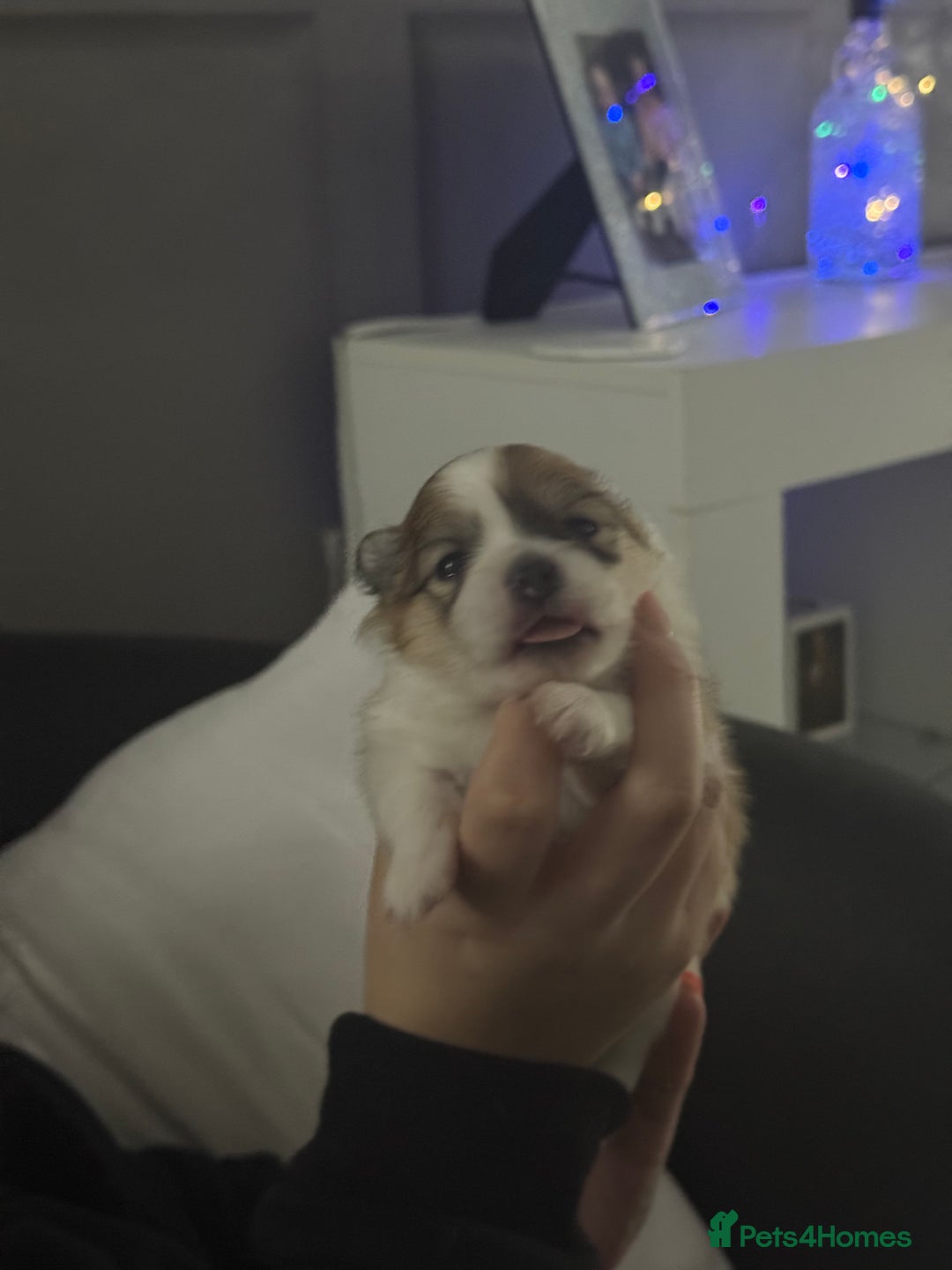 Pomchi dogs for sale: 3/4 Pom 1/4 chi Pomchi F1BB - Advert 28