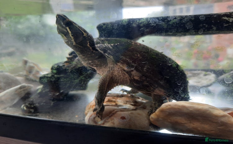 Turtle reptiles - Advert 1