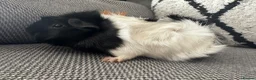 Guinea Pig rodents for sale: Female guinea pig  - Advert 8