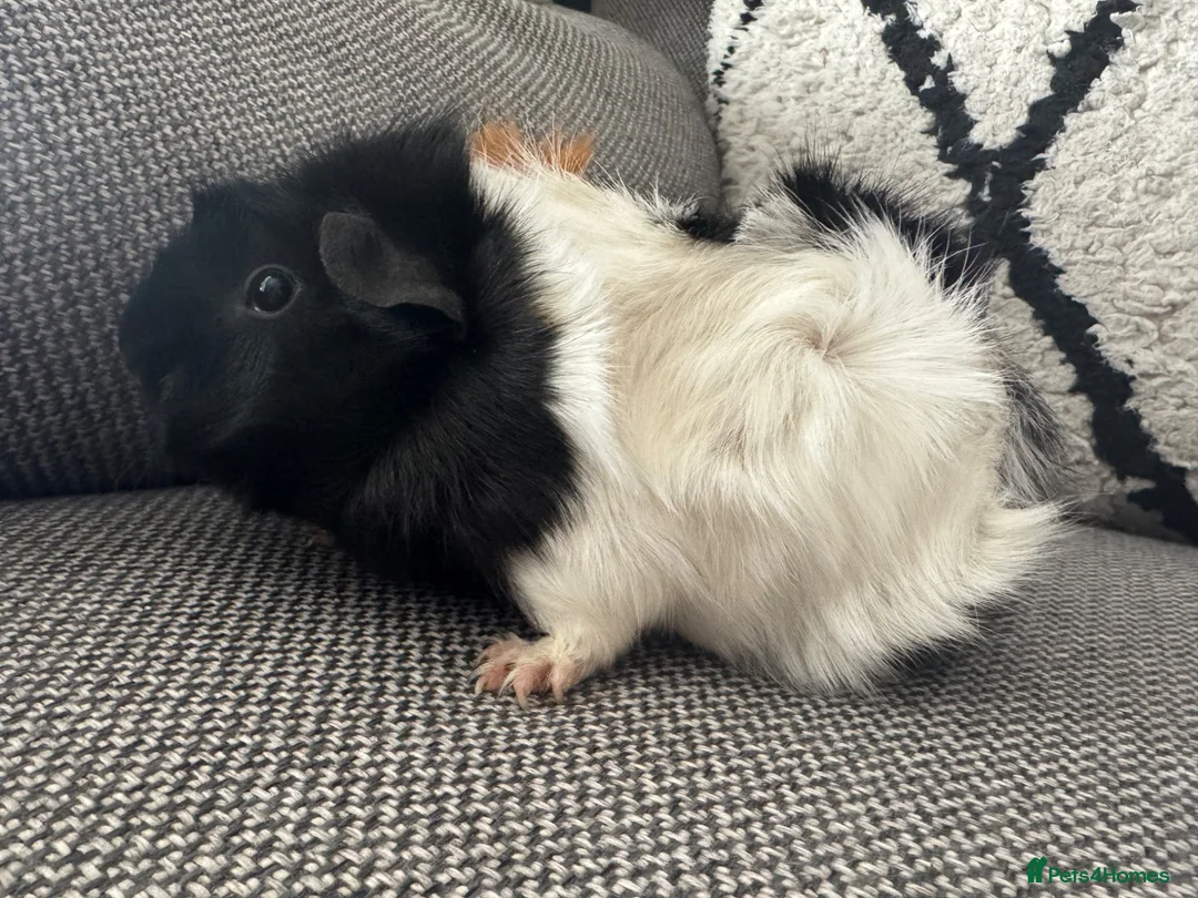 Guinea Pig rodents for sale: Female guinea pig  - Advert 8