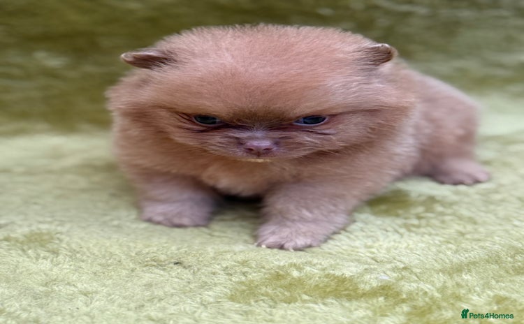 Pomeranian dogs - Advert 14