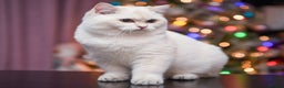 British Shorthair cats for sale: Golden British shorthair Pedigree Neutered  - Advert 22