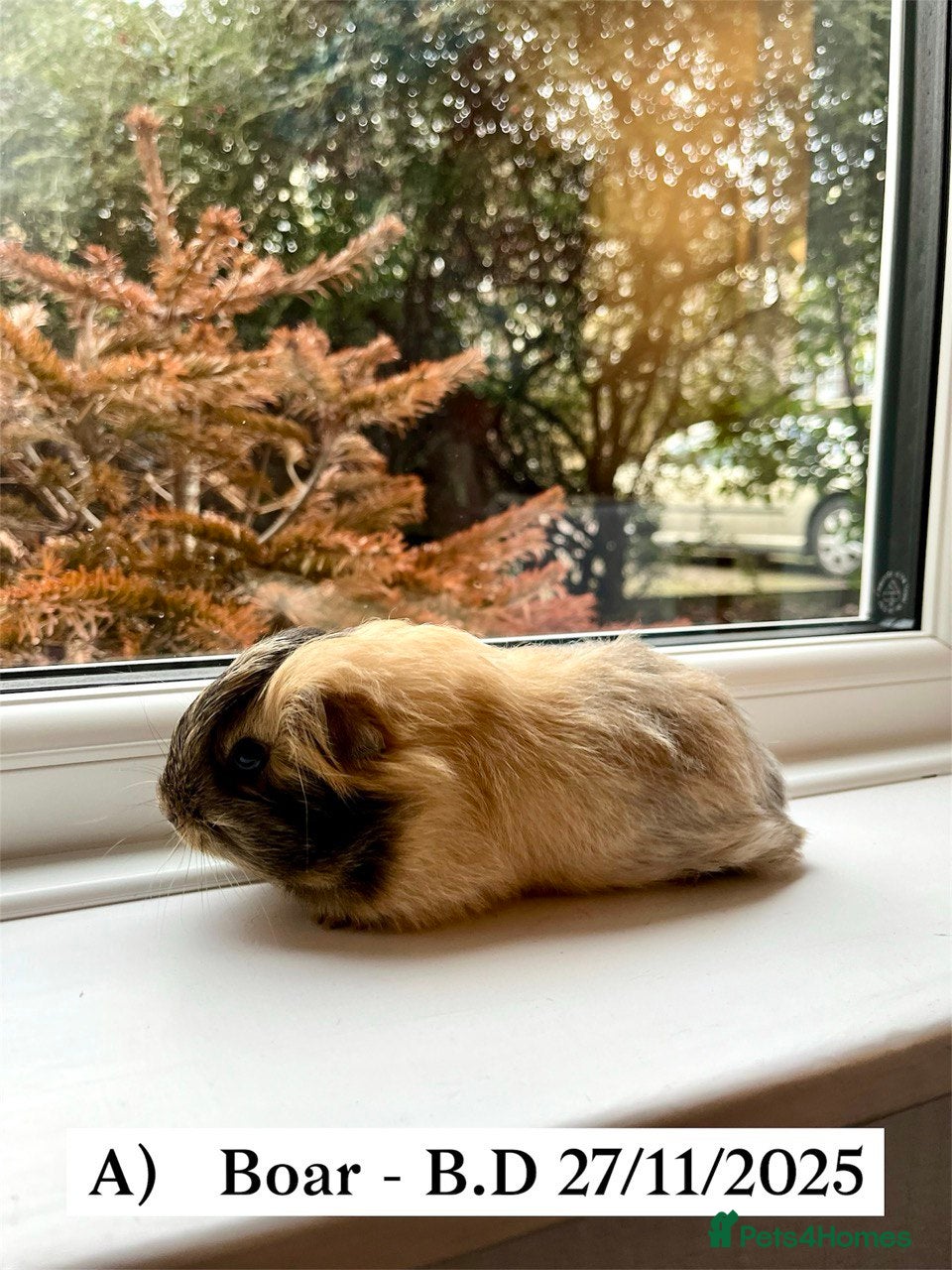 Guinea Pig rodents Long Haired Peruvian Guinea Pig - Boar! - Advert 20